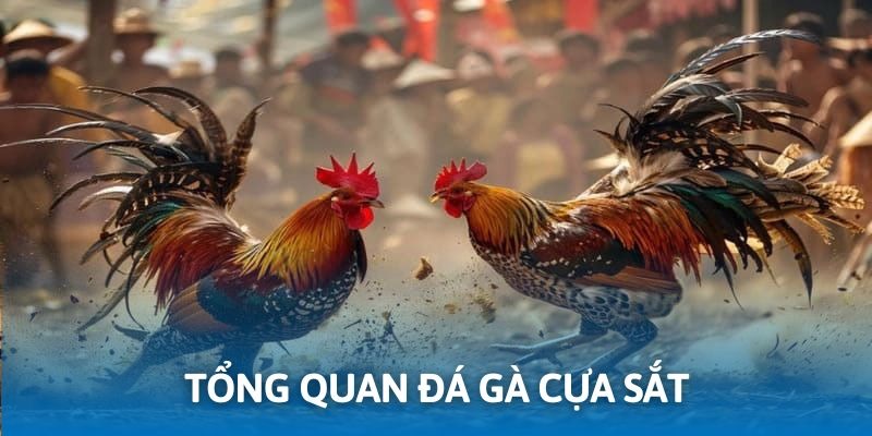 Tổng quan so tài đá gà cựa sắt trên nền tảng